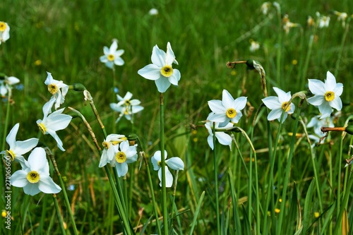 A meadow with wild daffodils photo