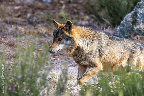 wolf in the forest