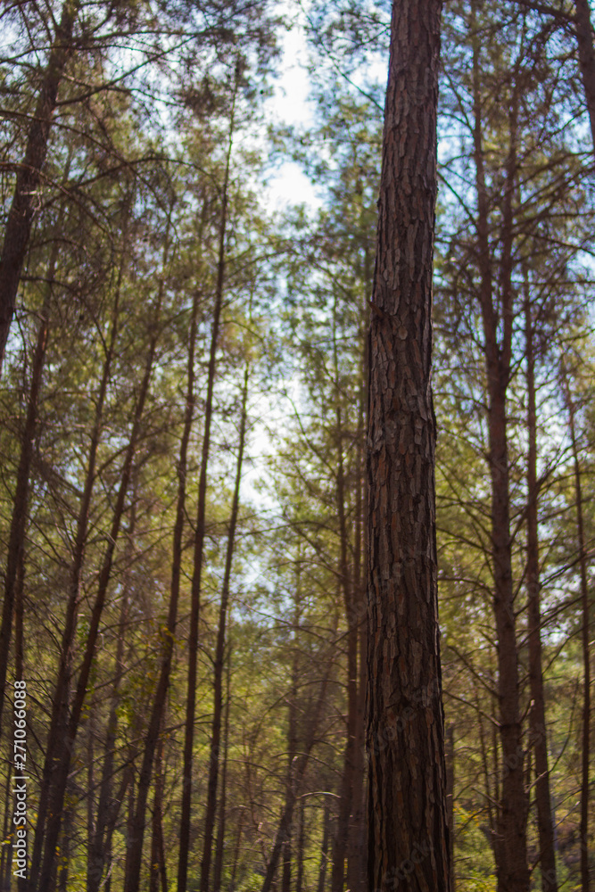 Cyprus, Paphos forest Cyprus, Paphos forest