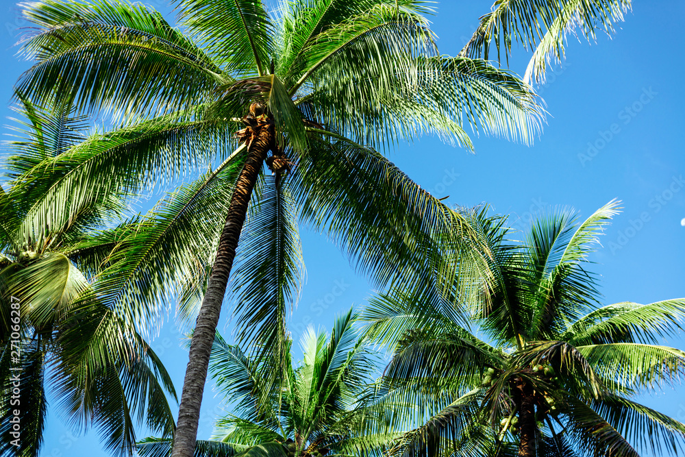 branches of coconut palms under blue sky. summer time