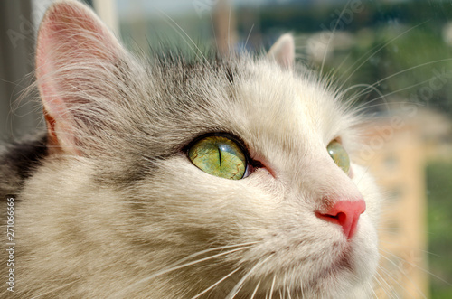 Portrait of a gray-white cat with yellow eyes and reflection in the window
