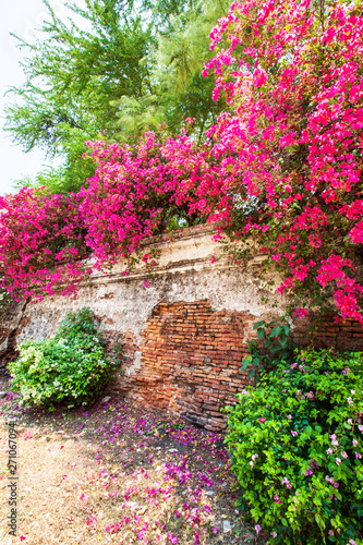 Blooming Bougainvillea flowers on the ancient brick wall.