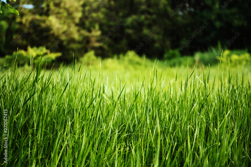 custom made wallpaper toronto digitalGreen fresh grass in the park. Background.