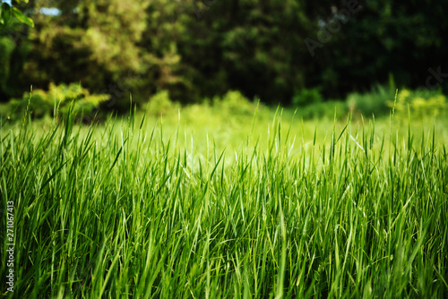 Wallpaper Mural Green fresh grass in the park. Background. Torontodigital.ca