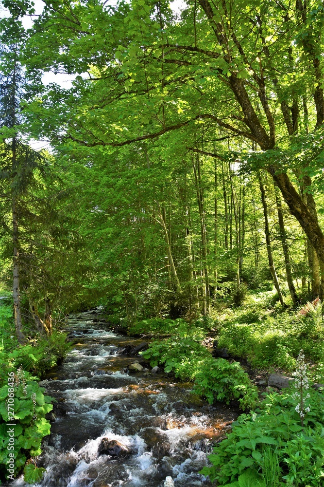 a mountain stream between the trees