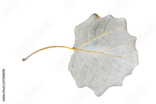 Dried white poplar leaf isolated on white background