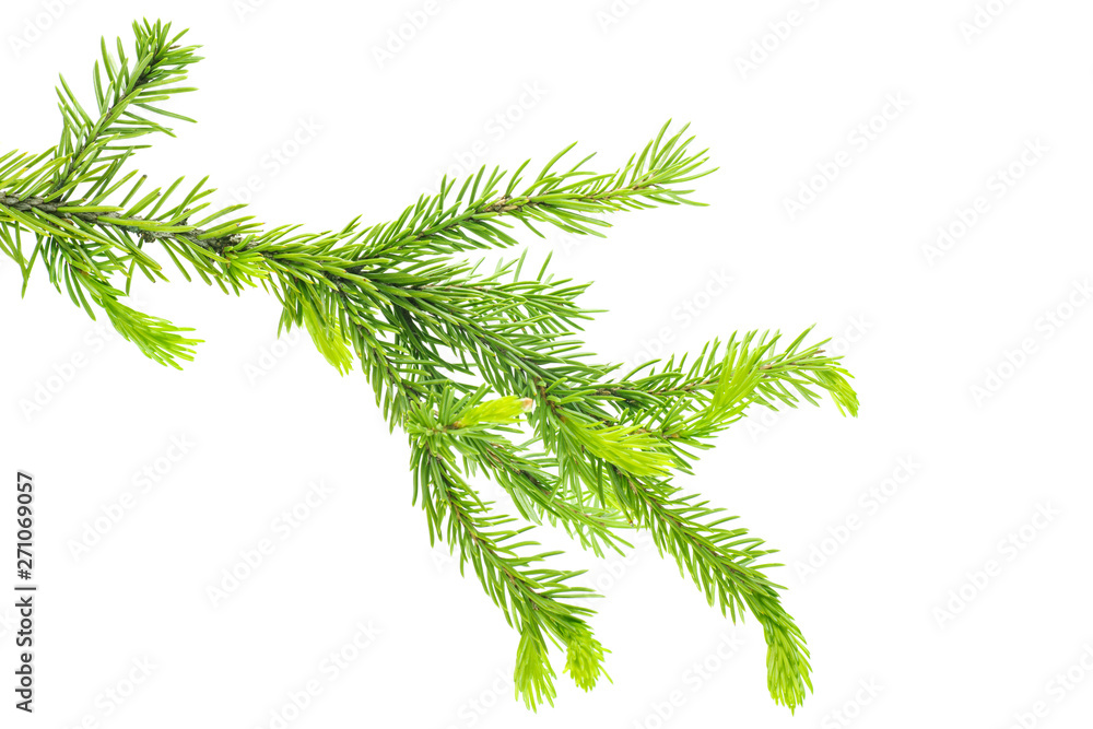 Young fresh fir branch isolated on white background Young fresh fir branch isolated on white background