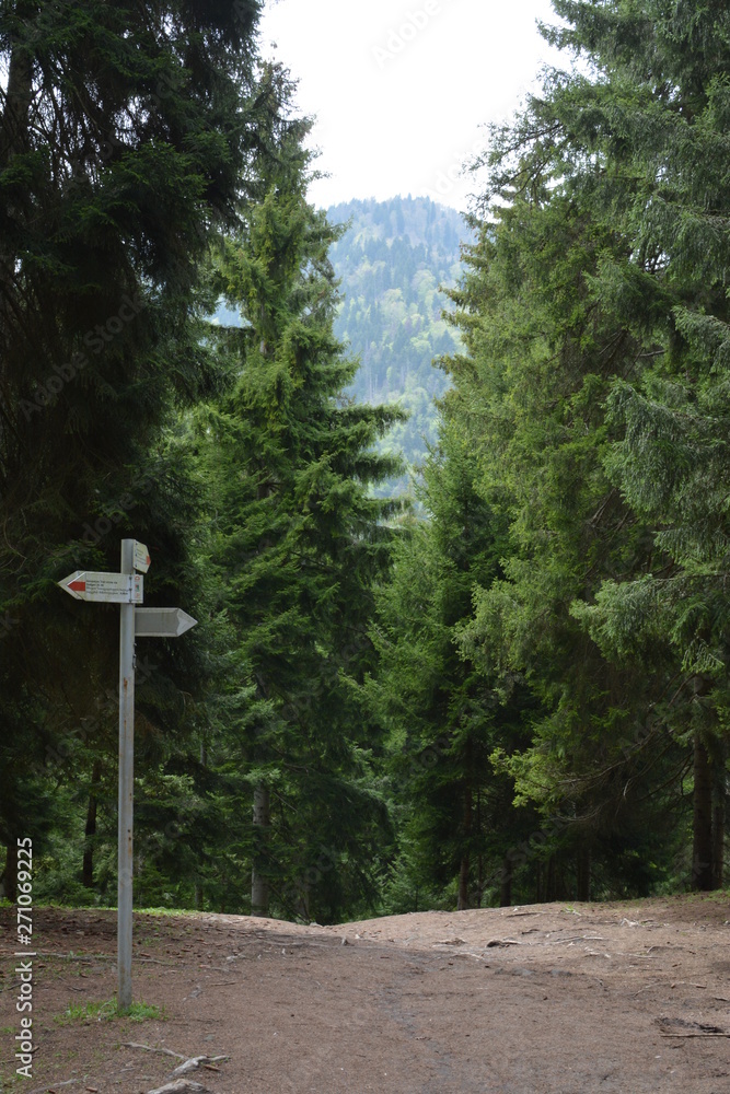 road sign in the forest