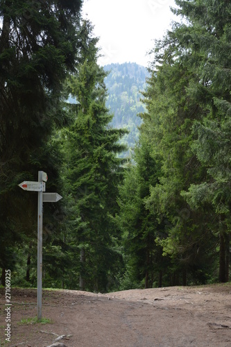 road sign in the forest