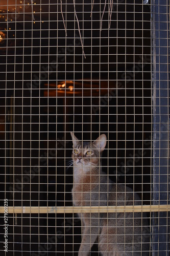 Cat in a golden cage