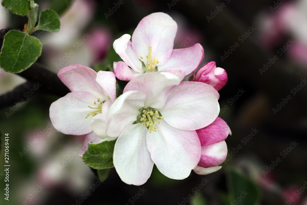 apple blossom tree flowers background apple blossom tree flowers background