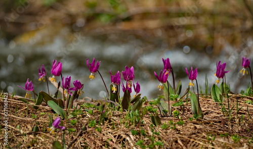 Russia. The Kuznetsk Alatau, the riverhead of the river Tom. Erythronium sibiricum photo