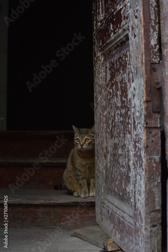 cat on the steps