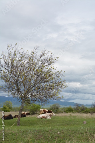 cows in a field