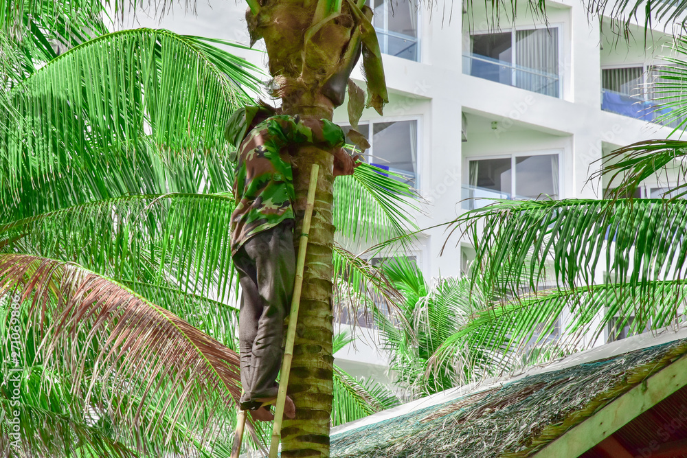 Vietnam. Cam Ranh. a gardener in overalls climbed the ladder along a tree trunk and cuts off old dried palm leaves