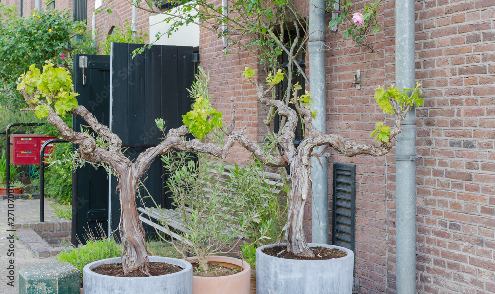 Two grape trees bonsai with green leaves in the big pots outside in Amsterdam, Netherlands. Street greening design.