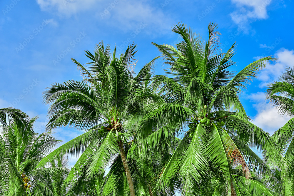 Palm trees against blue sky. abstract beautiful tropical background.