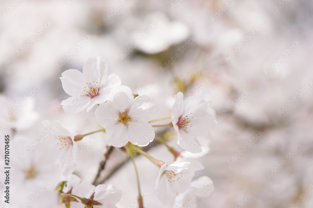 桜　ソメイヨシノ　イメージ　