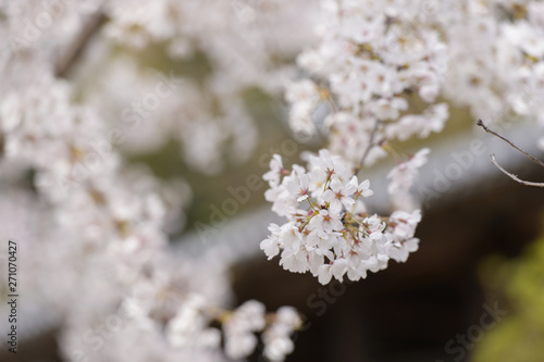 桜　イメージ　日本 © Nishihira