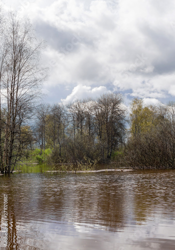 spring grove of trees flooded during high water