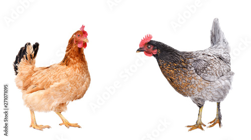 Valokuva Two curious chicken standing together isolated on white background