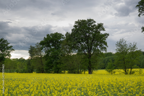 fields of rape in spring in the stormy evening