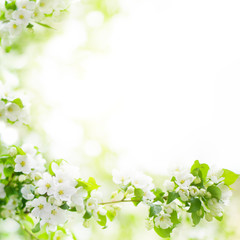 White flowers and green leaves on blurred bokeh background closeup, blooming apple tree branch, spring cherry blossom, delicate sakura flowers in bloom, beautiful sunny summer nature frame, copy space