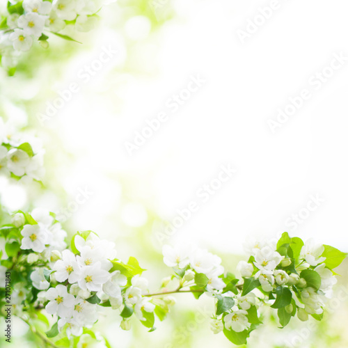 White flowers and green leaves on blurred bokeh background closeup, blooming apple tree branch, spring cherry blossom, delicate sakura flowers in bloom, beautiful sunny summer nature frame, copy space