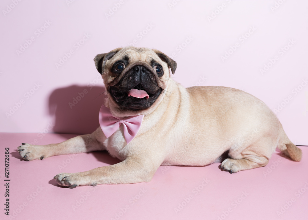 Adorable beige puppy Pug with a bow tie on a pink background. Pug dog with pink bow on neck. Party birthday concept. Copy space