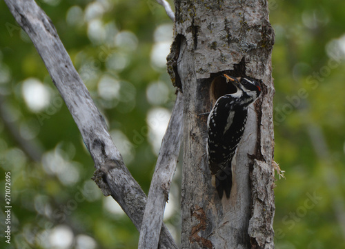 Male Hairy Woodpecker with mouth of worms photo