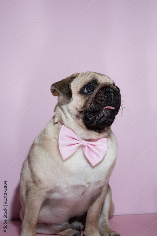 Adorable beige puppy Pug with a bow tie on a pink background. Pug dog with pink bow on neck. Party birthday concept. Copy space