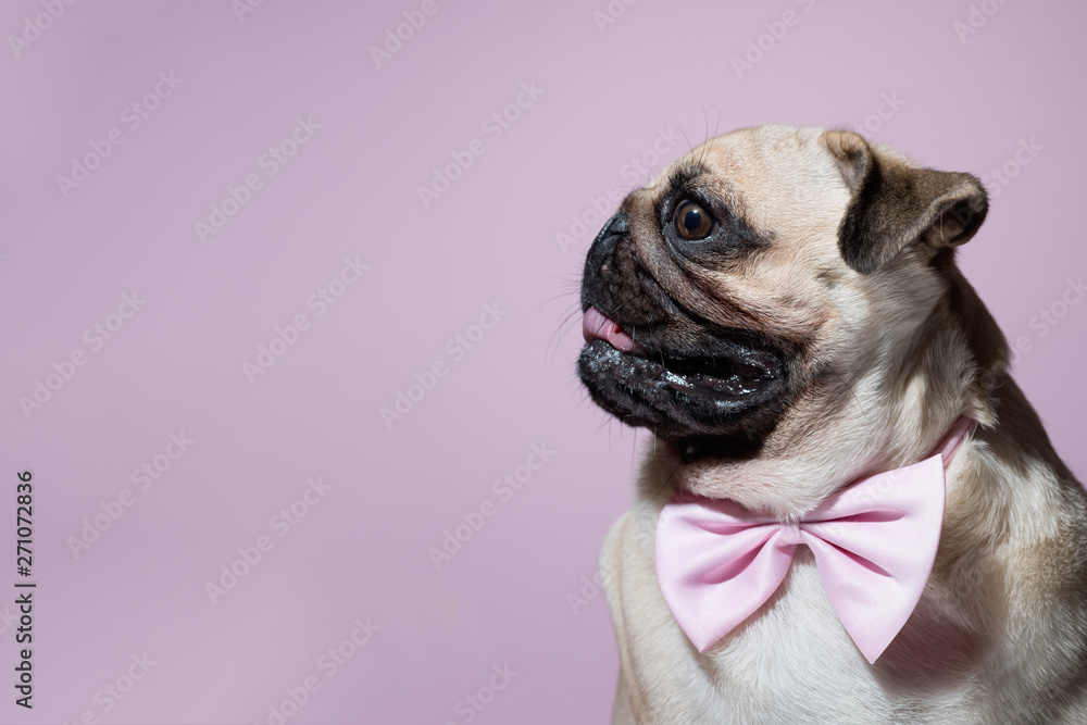 Portrait of beige puppy Pug with a bow tie on a pink background. Pug dog with pink bow on neck. Party birthday concept. Dog looks at left. Copy space