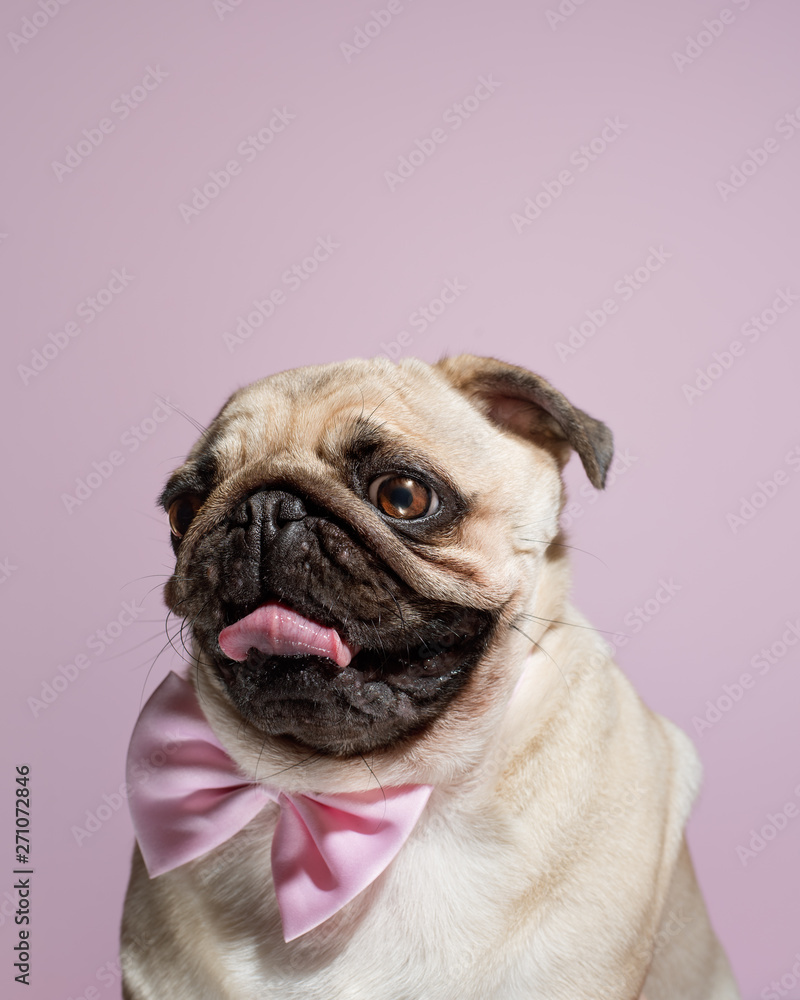 Portrait of beige puppy Pug with a bow tie on a pink background. Pug dog with pink bow on neck. Party birthday concept. Copy space