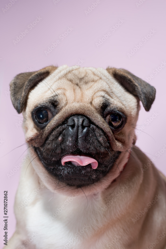 Portrait of beige puppy Pug with a bow tie on a pink background. Pug dog with pink bow on neck. Party birthday concept