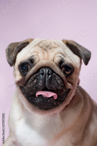 Portrait of beige puppy Pug with a bow tie on a pink background. Pug dog with pink bow on neck. Party birthday concept © Iulia