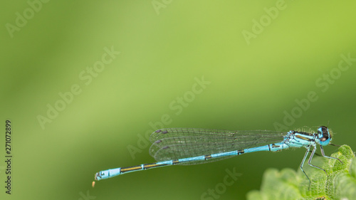 Closeup a green dragonfly Calopteryx virgo on green leaf background photo