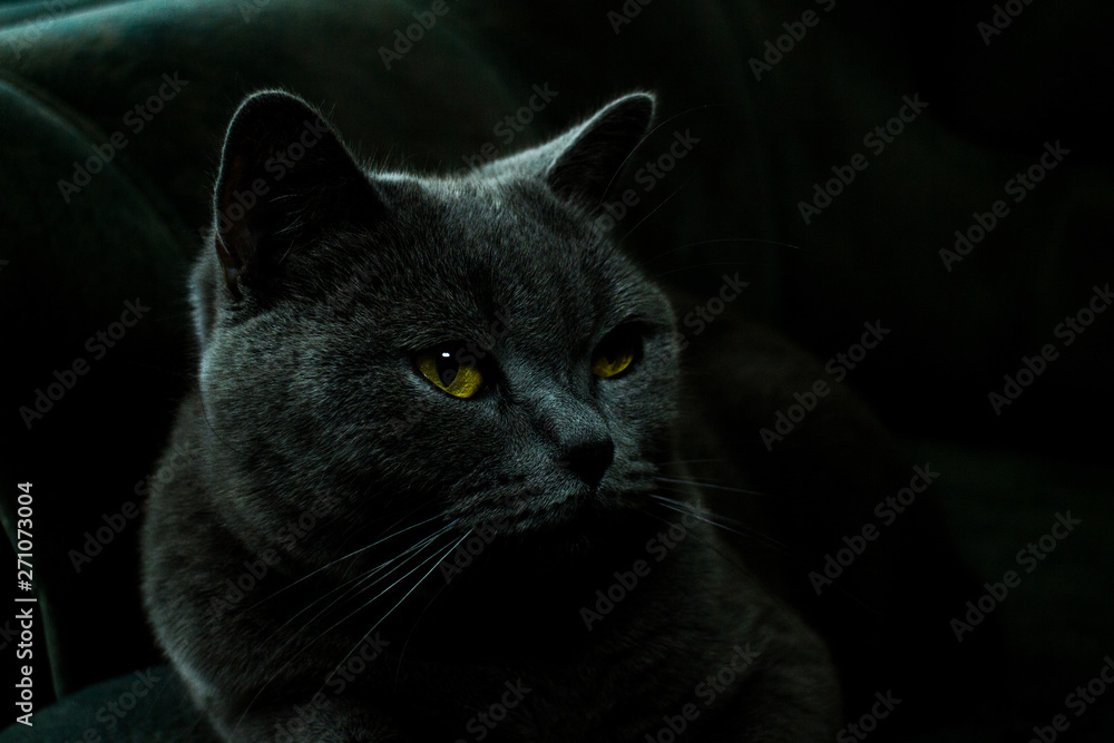Fototapeta premium portrait of british breed cat In the twilight