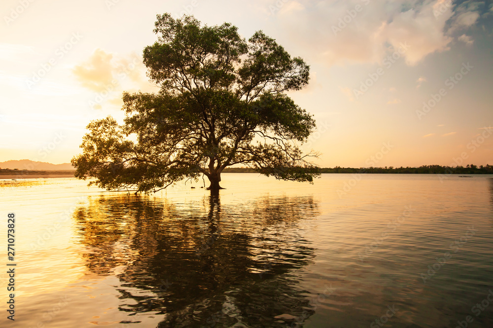 Large mangrove tree stands alone by the sea at sunset.