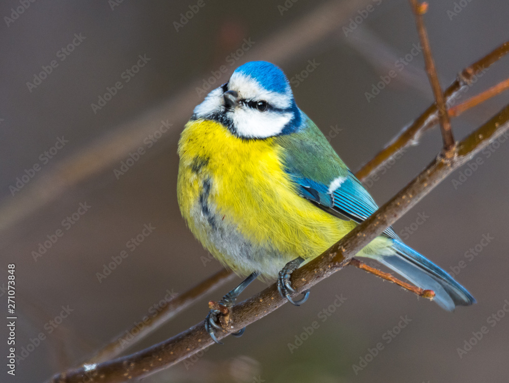 Blue tit Blue tit
