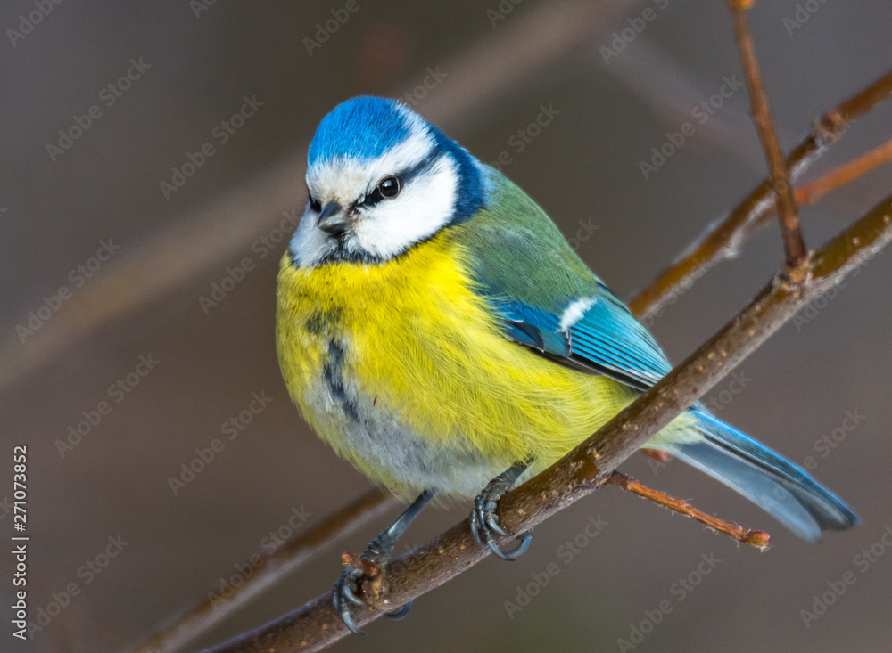 Fototapeta premium Blue tit