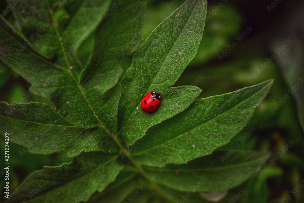 Contrast ladybug in the world of greenery Contrast ladybug in the world of greenery