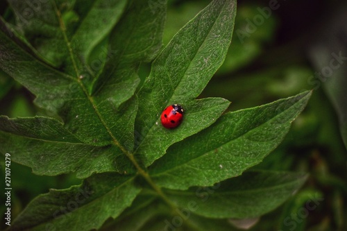 Contrast ladybug in the world of greenery