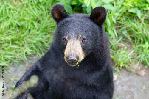 Black Bear (Ursus americans) standing in the meadow in summer in Canada