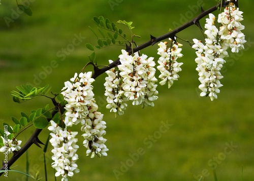 a branch with white acacia flowers