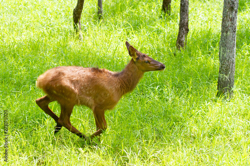 Red deer running through a field of deer ticks in summer in Canada