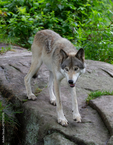 Timber wolf or Grey Wolf Canis lupus standing on a rocky cliff in summer in Canada
