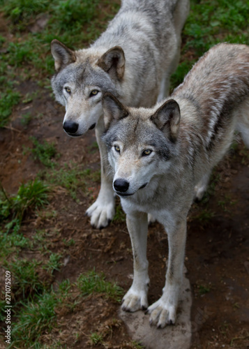 Two Timber wolves or Grey Wolf Canis lupus standing on a rocky cliff on a summer day in Canada