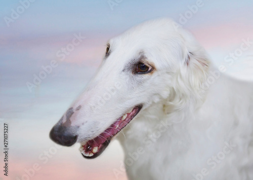 Russian Borzoi dog. It's a breed of hunting dog. They were taken out to hunt wolves, foxes and hares. These dogs are real aristocrats, which confirms not only their elegant appearance, but also charac © galina_savina