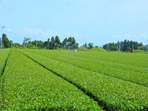 お茶、茶、茶畑、茶摘み、八十八夜、茶葉