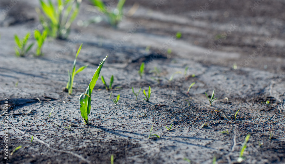 Agrarian fields after heavy rain, deposits of chernozem and various debris on the field. Agrarian fields after heavy rain, deposits of chernozem and various debris on the field.
